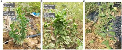 Identification and characterization of a novel Cytorhabdovirus associated with goji berry (Lycium barbarum L.) crinkle disease